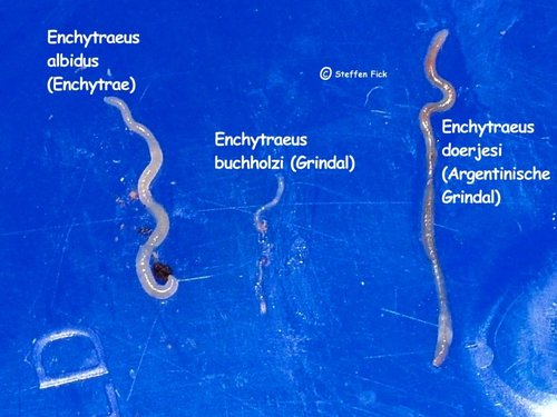 Enchytraeus Würmer.jpg