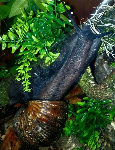 IMG_20210307_204324.png