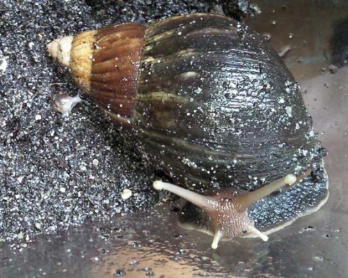 Babyschnecke3.jpg