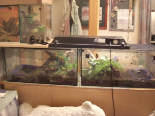 B.smithii neue Bilder.jpg