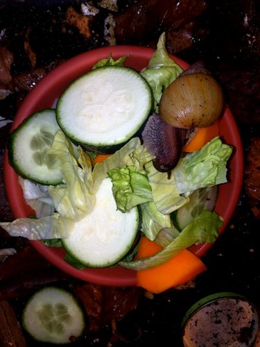 IMG_20210511_210513.png