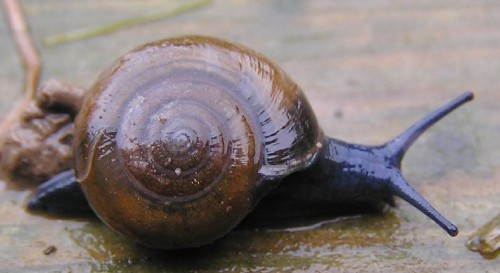 schnecke-garten.jpg