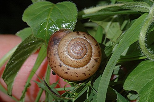 DSC_9982 Schnecke, Ausschnitt, Schärfe 30 %.jpg