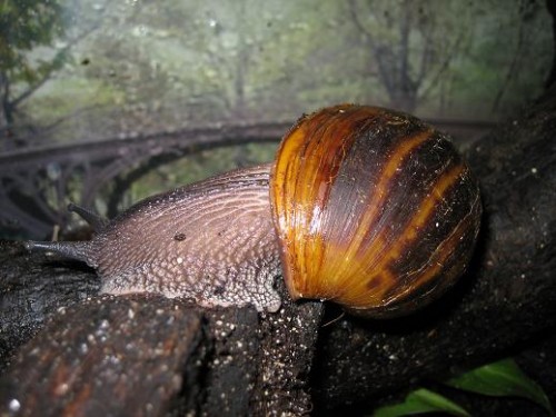 Achatina Achatina.JPG