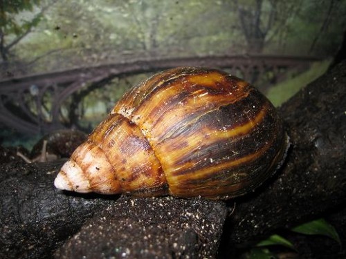 Achatina Achatina2.JPG