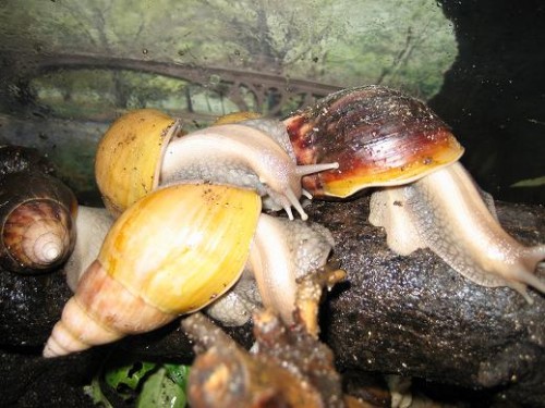 Achatina Fulica spalterbig.JPG