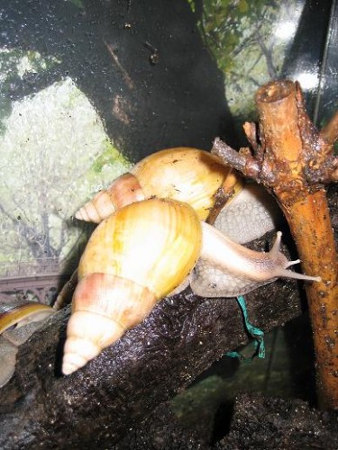 Achatina Fulica spalterbig2.JPG