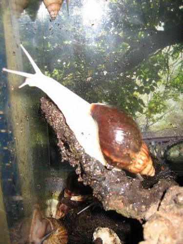 Achatina Fulica White Jade.JPG