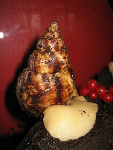 Achatina Reticulata.JPG