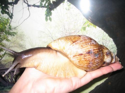 Achatina Reticulata2.JPG