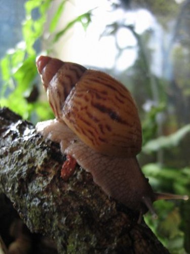 Achatina zanzibarica.JPG