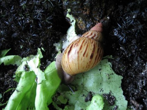 Achatina zanzibarica2.JPG