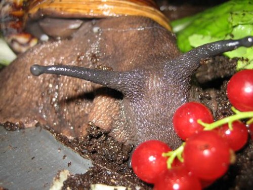 Archachatina Marginata2.JPG