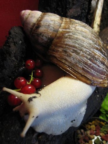 Archachatina Marginata4.JPG