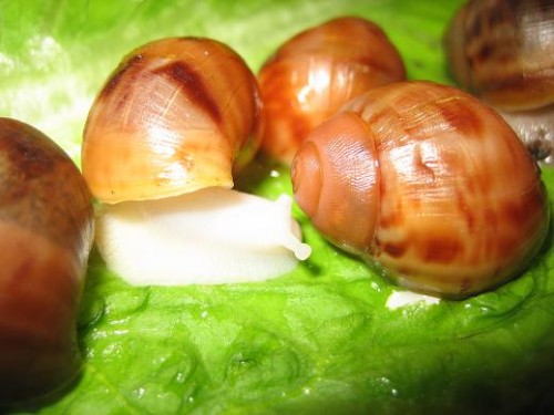 Archachatina Marginata NZ.JPG