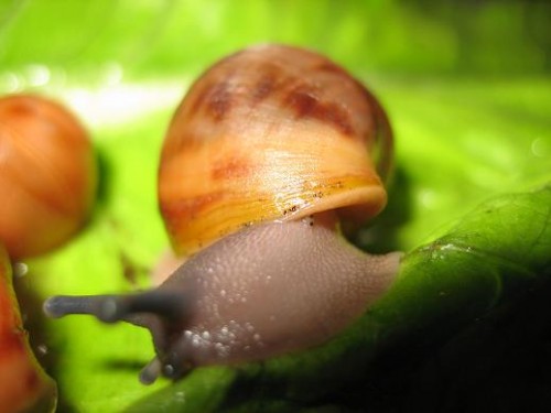 Archachatina Marginata NZ2.JPG