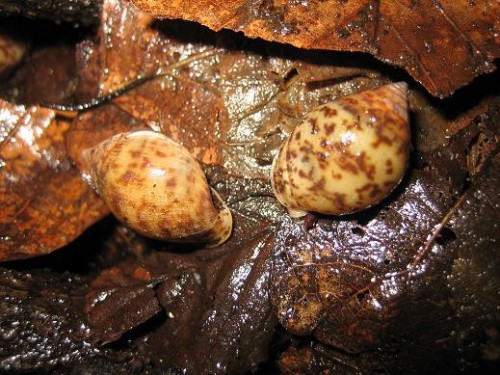 Pythia Scarabaeus.JPG