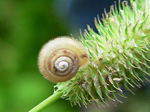 DSCN4086 Schnecke, Ausschnitt, Schärfe 85 %.JPG