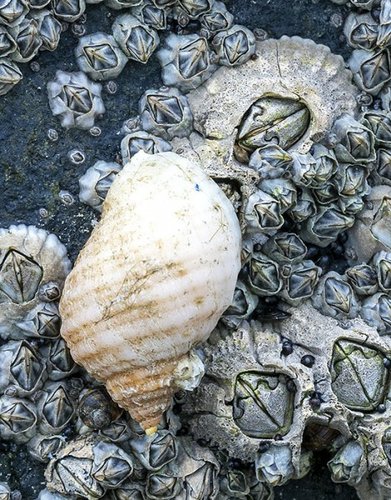 Strandschnecke 1.jpg