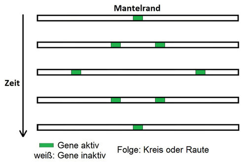 KreiseRauteKl.jpg