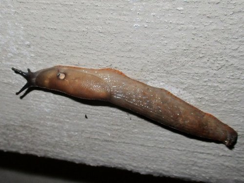 20201219_6231a.jpg