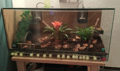 Terrarium 2.0.jpg