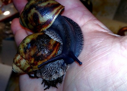 Archachatina marginata marginata Black Feet.png