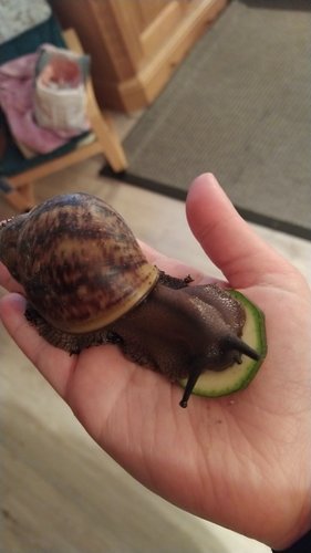 Schnecke1.jpg