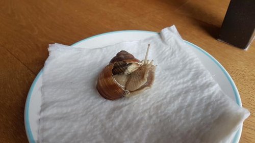 Schnecke 4.jpg