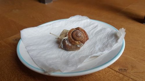 Schnecke 3.jpg