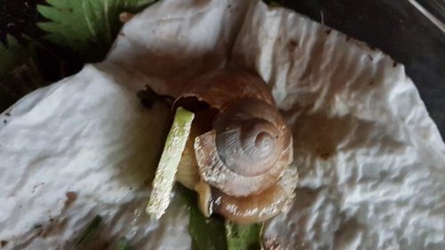 Schnecke 7.jpg