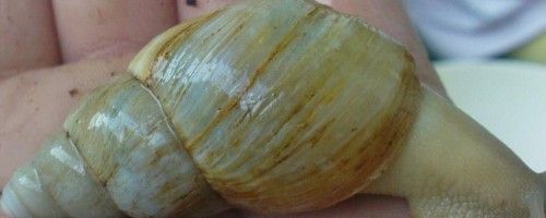 Schnecke2.JPG