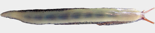 Limax maximus.jpg