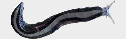 Limax cinereoniger.jpg