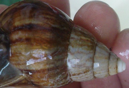 schneckeunten2.JPG