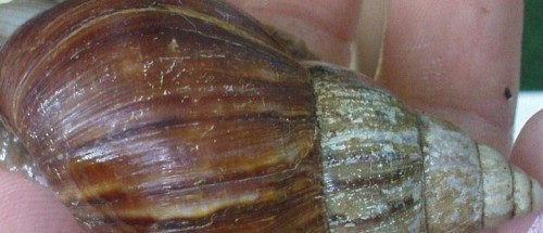 Schnecke4.JPG