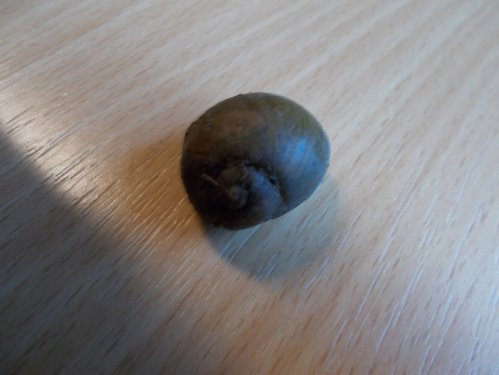 DSCN6558.JPG