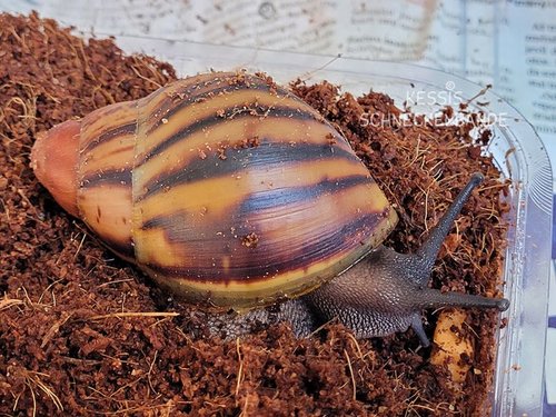 Archachatina marginata suturalis - Kessis Schneckenbande (1).jpg