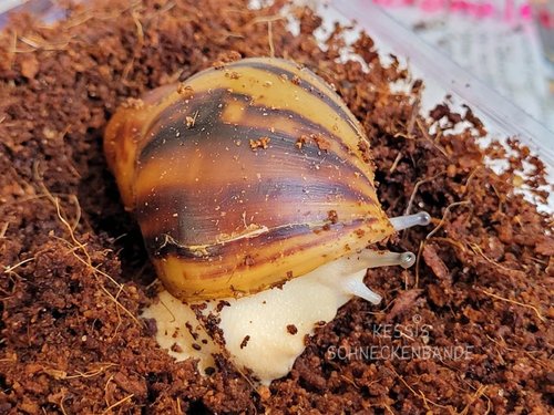 Archachatina marginata suturalis - Kessis Schneckenbande (2).jpg