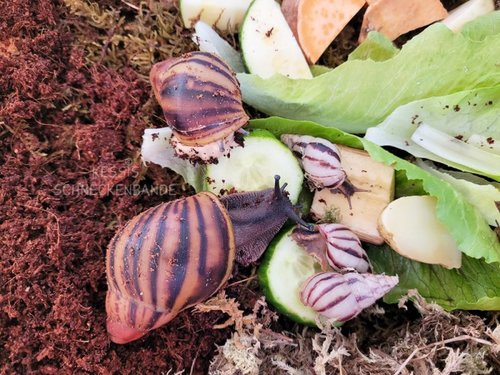 Archachatina marginata suturalis und Limicolaria agathina - Kessis Schneckenbande (5).jpg