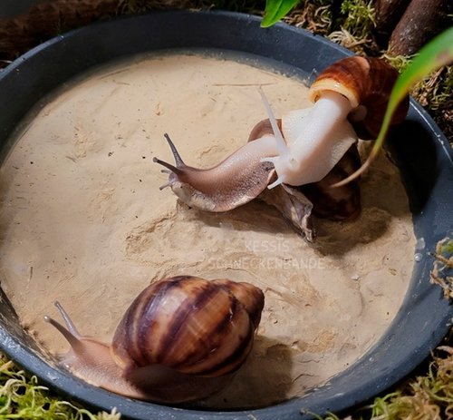 Rhodis-Poolparty--Kessis-Schneckenbande-(1).jpg