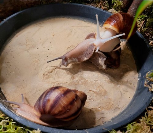 Rhodis-Poolparty--Kessis-Schneckenbande-(2).jpg