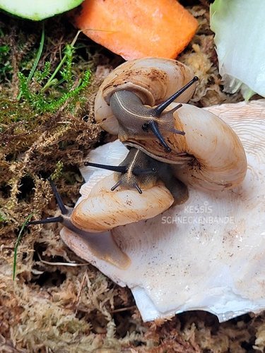 Caracolus-3er-Wrestling.jpg