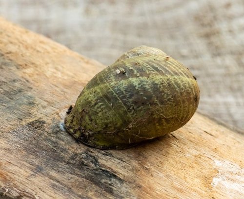 Weinbergschnecke (1 von 1)-3.jpg