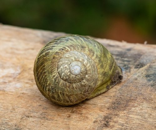 Weinbergschnecke (2 von 1).jpg