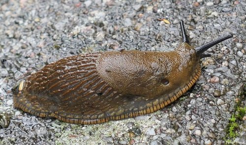 schnecke-mantelsaum-22-4573g.jpg