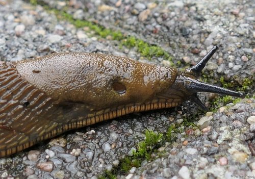 schnecke-mantelsaum-22-4575g.jpg