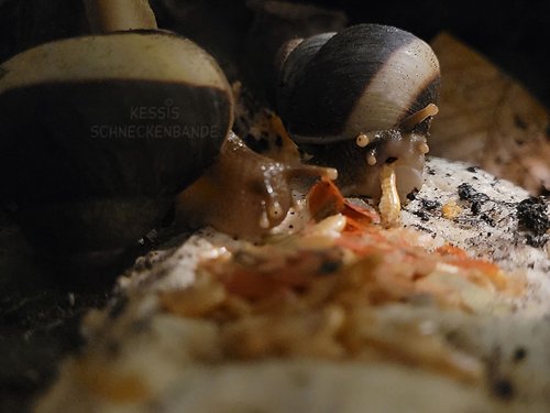 He so ein Gammarus schmeckt echt lecker - Kessis Schneckenbande.jpg