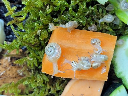 Baby-Schnecken---wer-sind-wir---Kessis-Schneckenbande.jpg