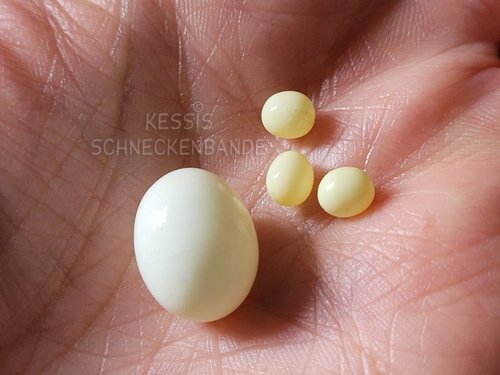 Arch egg vs Liss egg - Kessis Schneckenbande (2).jpg